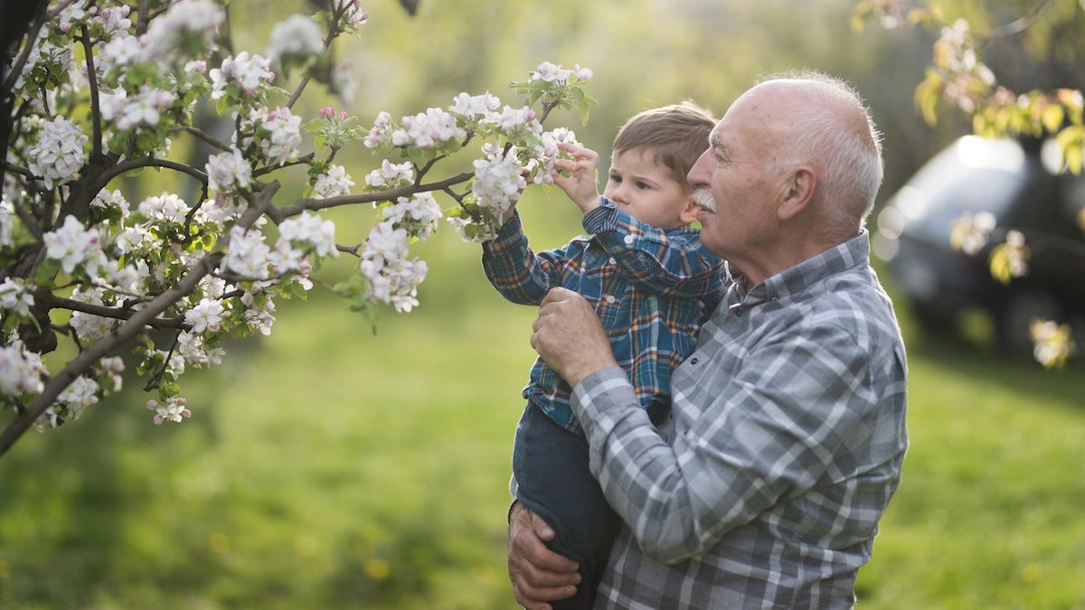 Elderly man holding baby who is touching a blooming tree