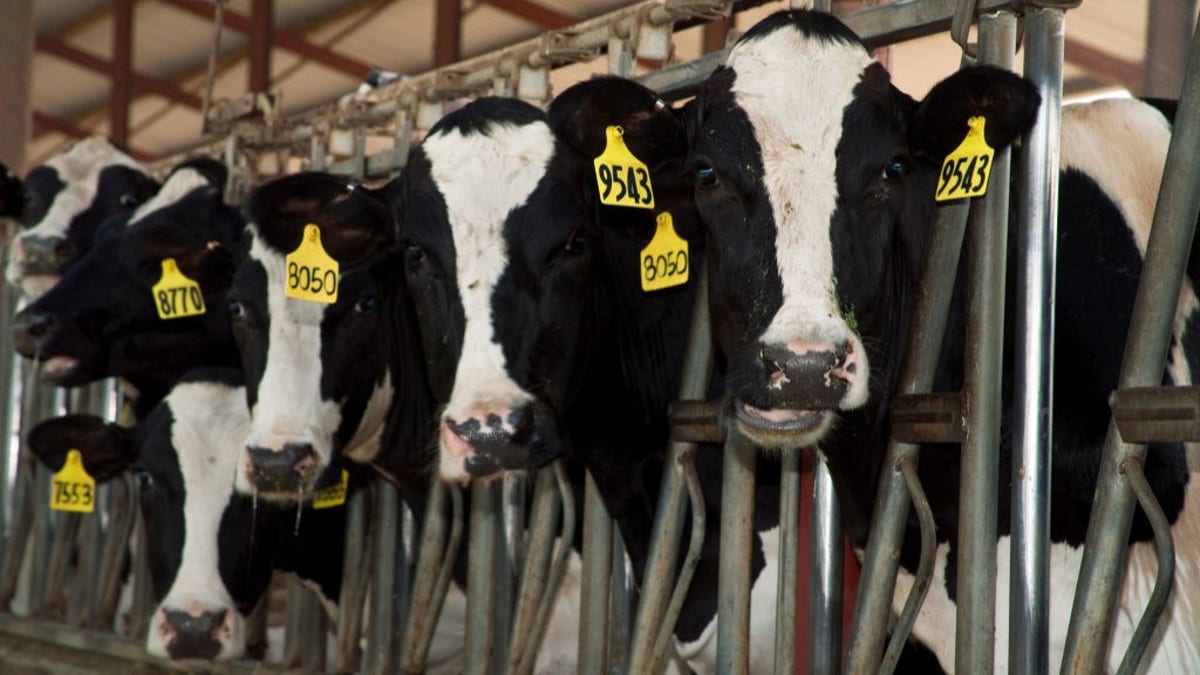Bird flu found in Arizona dairy cattle milk after being first detected in neighboring Nevada
